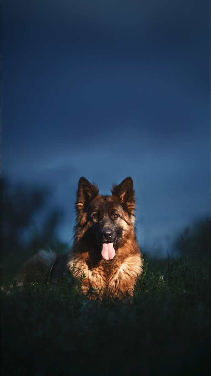 ShepherdLovers1's tweet photo. Good morning. ❣️🐾🐕‍🦺

#GermanShepherd #gsd #MondayMotivation #Mondayvibes #Carol #Joye #Alaska #Cristo #Hawai #yuri #California #LondonFireworks #ThankYouGod #AuldLangSyne
#NewYear2024 #Welcome2024 #SongOfTheYear2023 #Beckysangels #عام_2024 https://t.co/ng7BpeBm0r