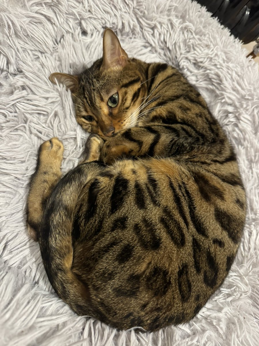 Happy new year pals!! 😽😽❤️❤️ #TeamBengal #NewYear2024