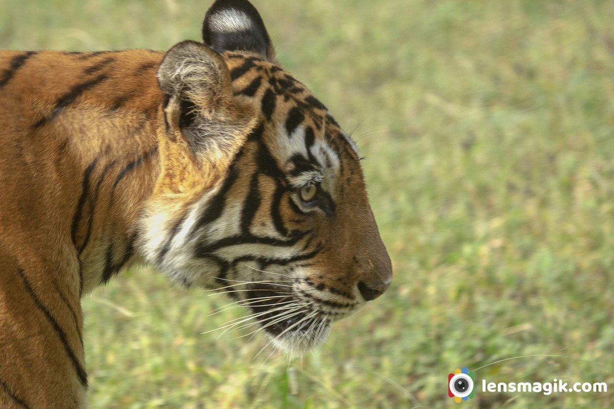 Tigress Noor bit.ly/3yEMNEg Ranthambore National Park #tiger #tigress #tigersofIndia #tigressnoor #tigressmala #t39 #ranthamborenationalpark #tigersanctuaryIndia #wildlifeIndia #bigcats #factsabouttigers #BBCWildlifePOTD  #tigerphotos