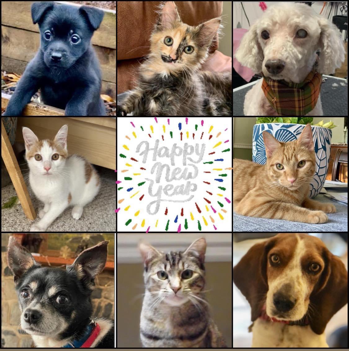 Happy New Year!

We are pleased to share some of our adoptable pets this New Year’s Day. Here are just a few of the cats, dogs, kittens, and puppies who are looking to find their forever homes in 2024!

Check out our website for more: petconnectrescue.org