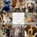 Photo by PetConnect Rescue (@PetConnectRescu)