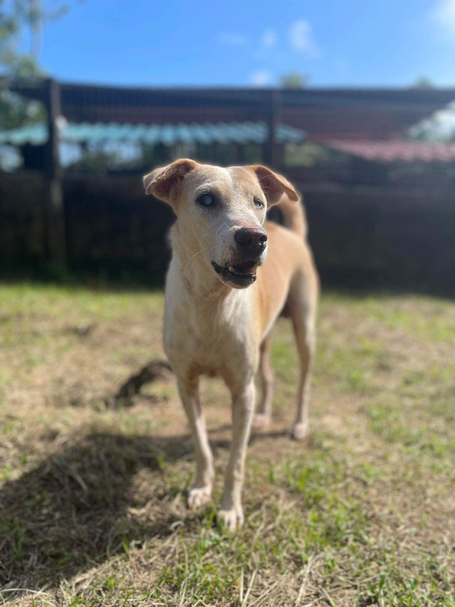 Animal SOS Sri Lanka tweet media