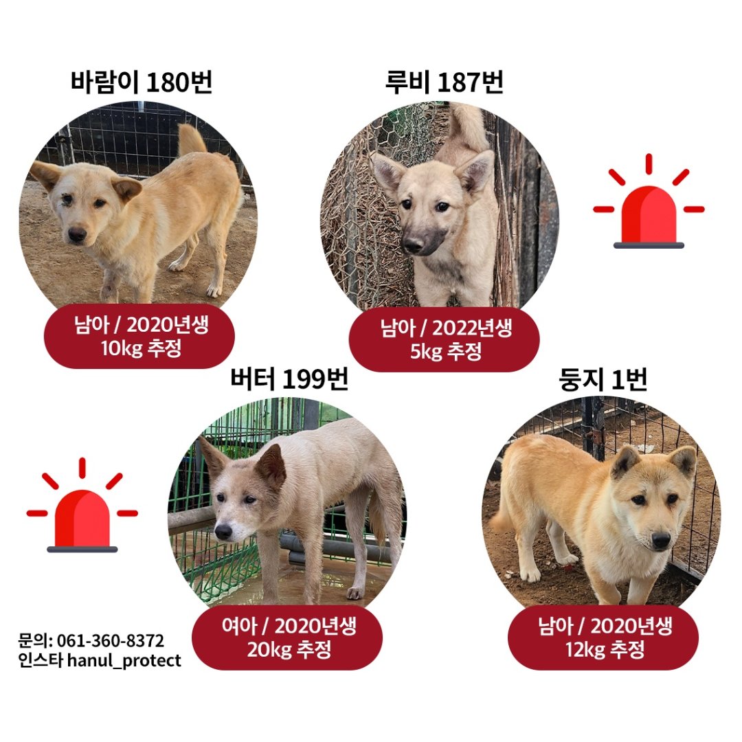 곡성보호소 홍보 봉사 한울 tweet media