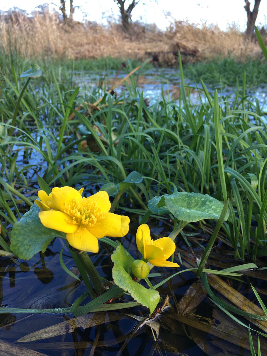 Marsh Marigold on todays  #NewYearPlantHunt list. Lollycocks Field  Local Nature Reserve, Sleaford, Lincolnshire.