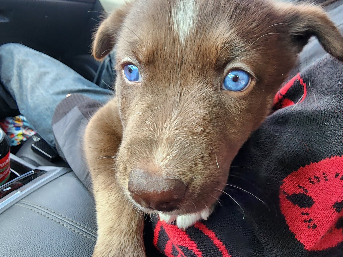 marajadesith's tweet photo. Our newest addition Ymir! He is a 6wk old Shepsky rescue.

The pack accepted him right away. He fit right in. Scylla LOVES him but sadly he's still too small to play like she likes to...so he's gotten stepped on a couple times🫣

He's still learning the routine  structure at home https://t.co/Stv7Eeffjc
