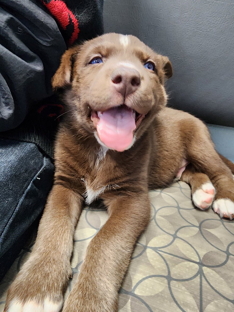 marajadesith's tweet photo. Our newest addition Ymir! He is a 6wk old Shepsky rescue.

The pack accepted him right away. He fit right in. Scylla LOVES him but sadly he's still too small to play like she likes to...so he's gotten stepped on a couple times🫣

He's still learning the routine  structure at home https://t.co/Stv7Eeffjc