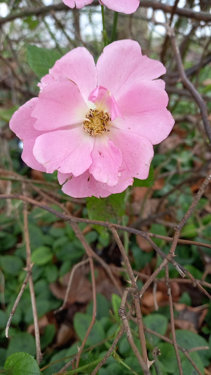 Sara Turle 💙 tweet media