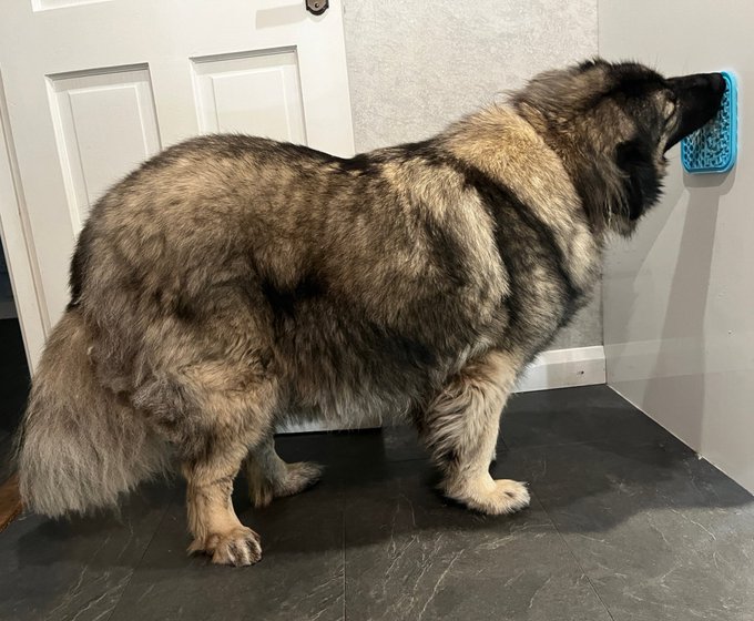 I will spend 2024 continuing to irritate miniature bears with giant donks. https://t.co/eobgXQq4Kc<a href="/tag/theburninggirls"class="tags"><span>#theburninggirls</span></a>