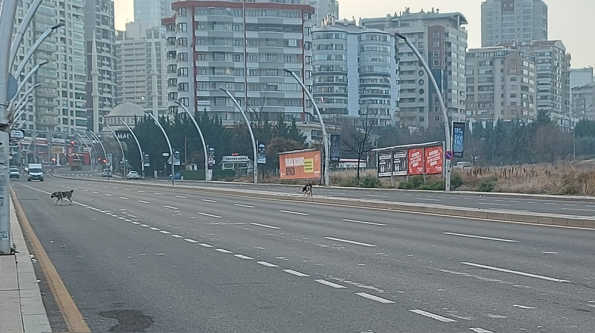ayavuzirgatoglu's tweet image. Bu sabah Çukurambar Muhsin Yazıcıoğlu Caddesi&apos;nde yolda bir kısmını gördüğünüz (7) köpek çetesinin saldırısına uğradım.  Orada bir hanımefendi veya bir çocuk olsaydı muhtemelen farklı sonuçlar olacaktı. Sözün bittiği yer... #Ankara #SokakHayvanıDehşeti #SokakKöpekleri