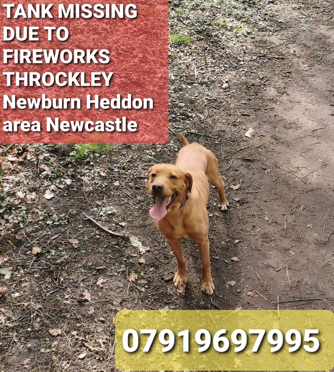 🧨🐕 TANK MISSING DUE TO FIREWORKS 
#THROCKLEY #Newburn #Heddon area #Newcastle

Four year old red labrador got spooked by all the fireworks on 31 December 2023. He is chipped. He will be very scared, He could be anywhere from Throckley newburn heddon area 😥