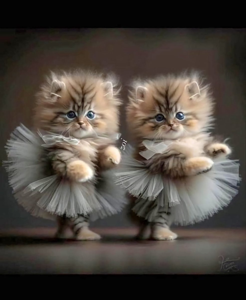 PLUME93692008's tweet photo. @BasileHeya Bonne année également. Que 2024 vous apporte le meilleur pour toi et le beau Romarin https://t.co/bP5EKJMkj6