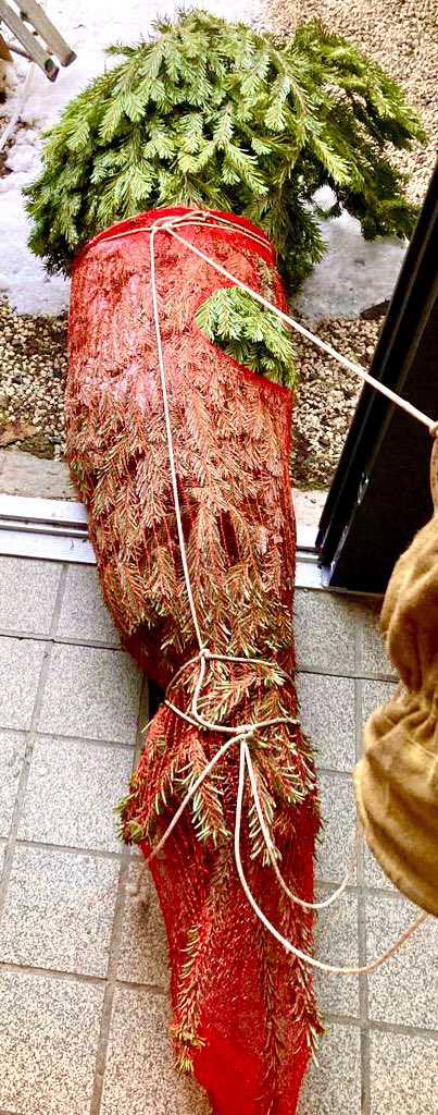 Back home we sawed off a slice of the christmas tree trunk, as per recipe. 🪓