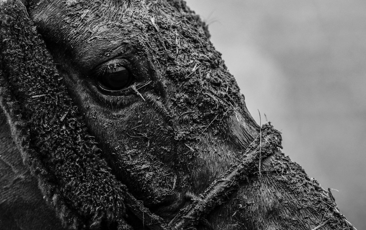 Lorraine O'Sullivan (@lorosullivan) on Twitter photo "GOING: Heavy. . soft to heavy in places" No kidding. <a href="/Fairyhouse/">FairyhouseRacecourse</a> <a href="/HRIRacing/">Horse Racing Ireland</a> <a href="/RacingPost/">Racing Post</a> #horseracing #horses #mud "GOING: Heavy. . soft to heavy in places" No kidding. <a href="/Fairyhouse/">FairyhouseRacecourse</a> <a href="/HRIRacing/">Horse Racing Ireland</a> <a href="/RacingPost/">Racing Post</a> #horseracing #horses #mud