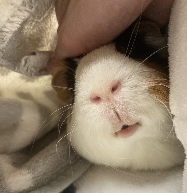 うちのモルちゃんみて…………