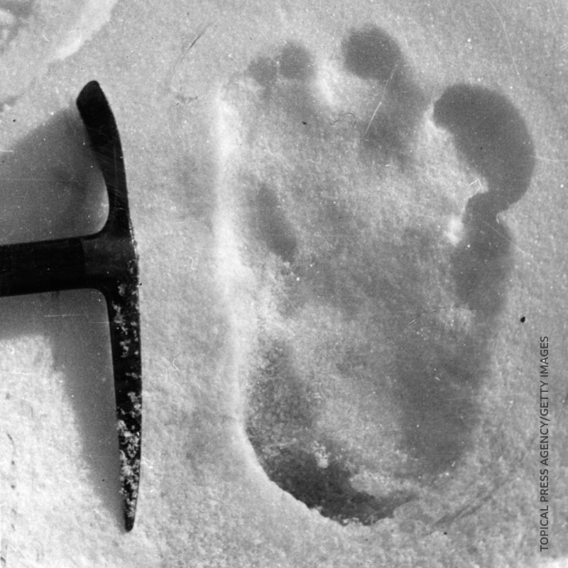 bbcworldservice's tweet photo. From the Chupacabra to the Yeti, pretty much every country has their own myth about strange creatures whose existence is unproven.

They're known as cryptids. Are there any you believe in? 👣