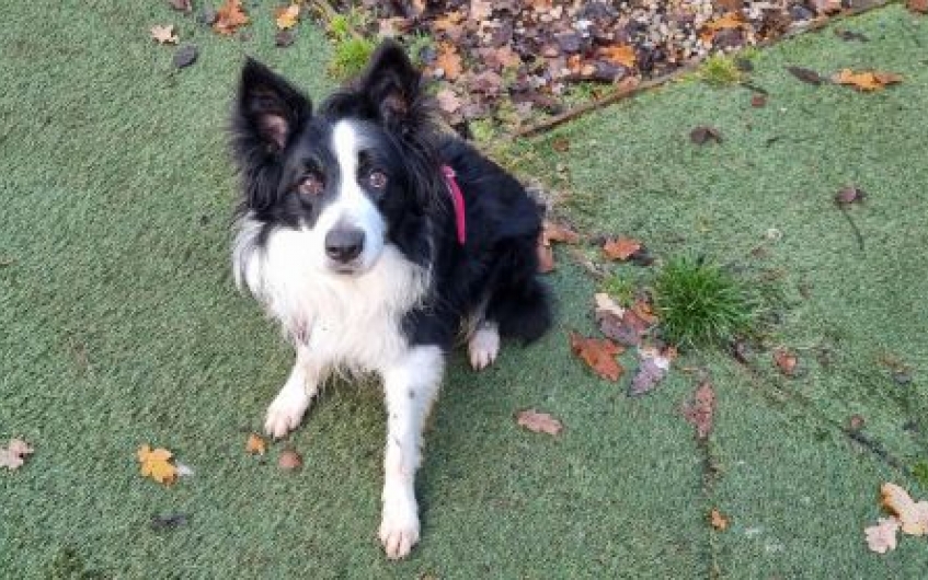 Please retweet to help Patch find a home #LANARKSHIRE #SCOTLAND #UK Affectionate Border Collie aged 9, stressed in kennels. He ignores dogs out on walks but needs to be the only pet in the home. He can live with older children✅ DETAILS or APPLY👇 scottishspca.org/rehome-a-pet/1………