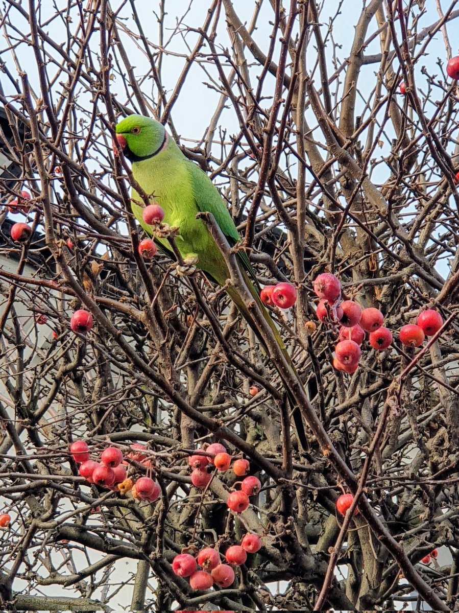 GeraldM64883070's tweet photo. Ooh look, crabapples! Ring-necked parakeets in town #lifeinlondon #streetsoflondon #birdphotography #Winterinlondon https://t.co/hK6YwZ7XDs