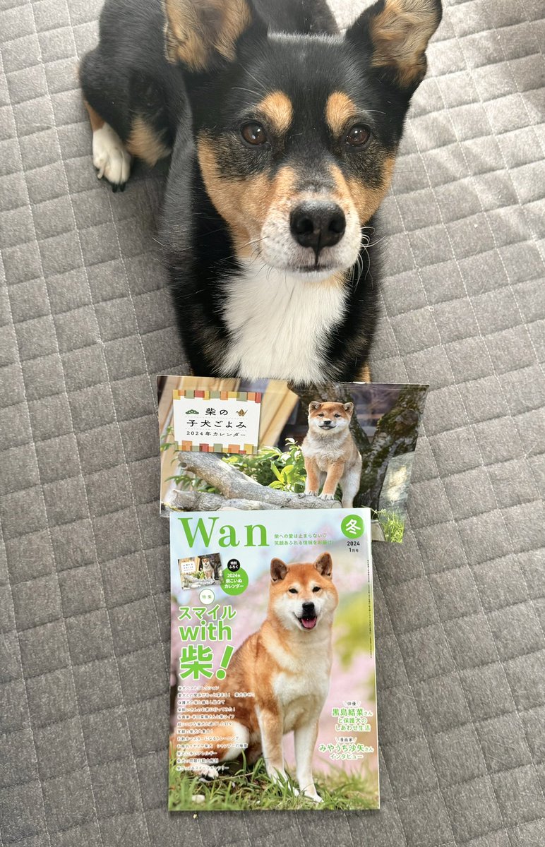 本日発行の【Wan冬1月号/柴犬得集】に【ドベとノラ2】がちらっと紹介