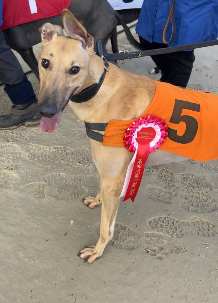 🚨FIRST WINNER OF 2024!🚨 Romford New Year’s Day 2024 Race Meeting🎉 🌟Winner of Race 1 - Monday 1st January2️⃣0️⃣2️⃣4️⃣ 🥇Trap 5 - Teaboy Brownie Trainer🏆- Nathan Hunt Owner(s)🐾- English Garden Tea Syndicate Congratulations to Connections💕