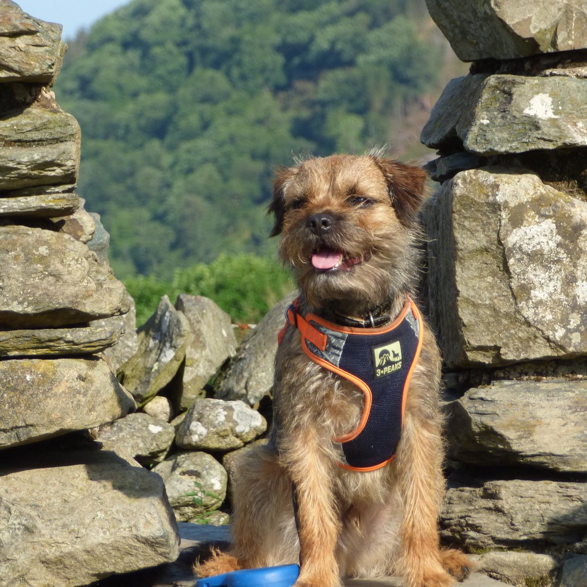 Kobe Border Terrier tweet media