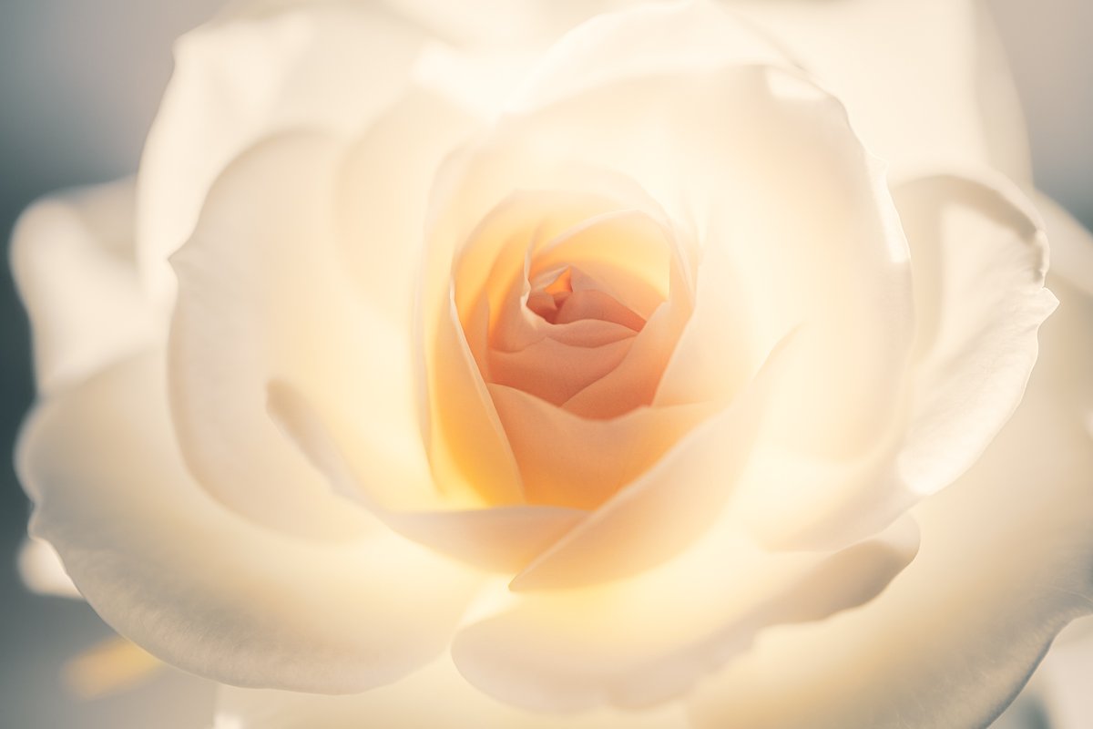 Frohes Neues Jahr! 🍀✨ Ich wünsche euch in diesem Jahr viel Freude und Gesundheit. 🌞🎵