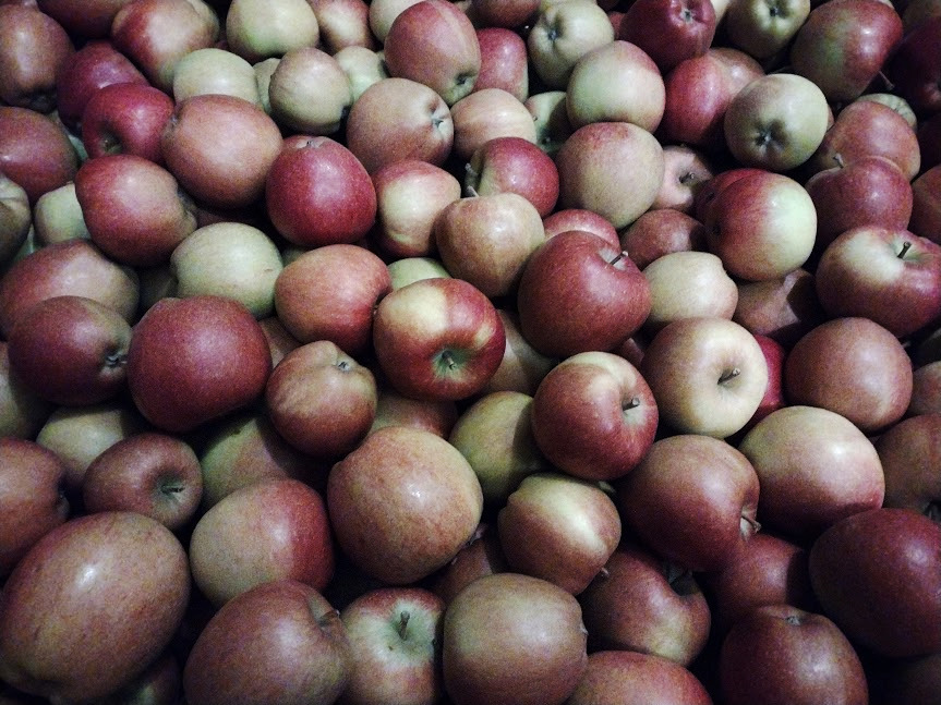 thetreewitch's tweet photo. #AlphabetChallenge #WeekA
#Kentapples #mobilephotography
From yesterday's walk around a friend's apple farm 😋(these are Galas) https://t.co/4f7o9HvxSR