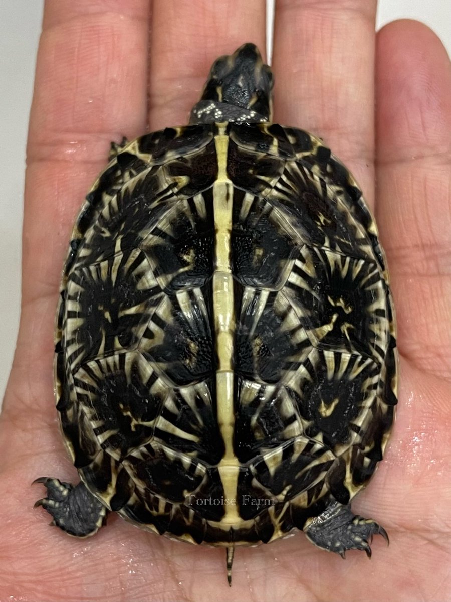 フロリダハコガメ

多ラインタイプ🪭

数ヶ月後が楽しみ✨

#フロリダハコガメ
#ハコガメ
#アメハコ
#Terrapenecarolinabauri
#FrolidaBoxTurtle