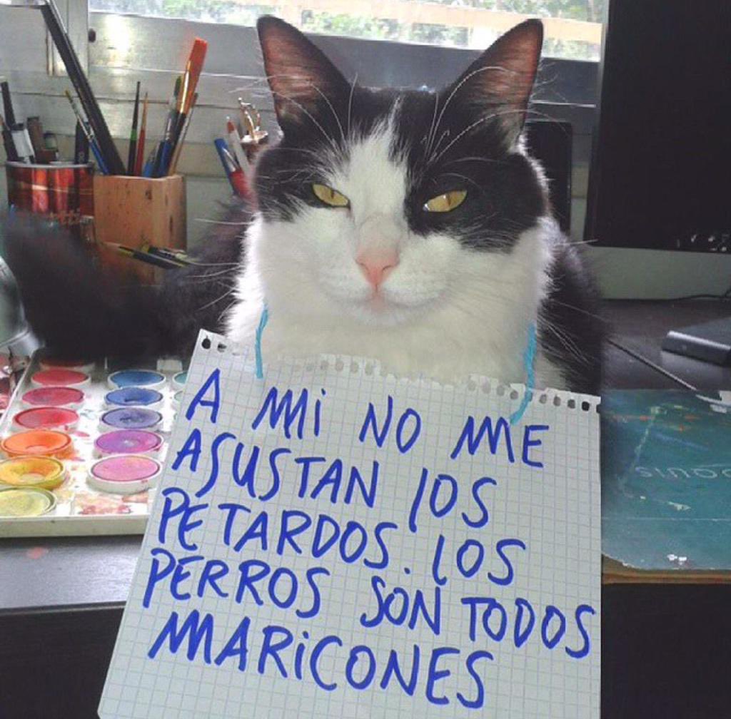 pedro tweet media