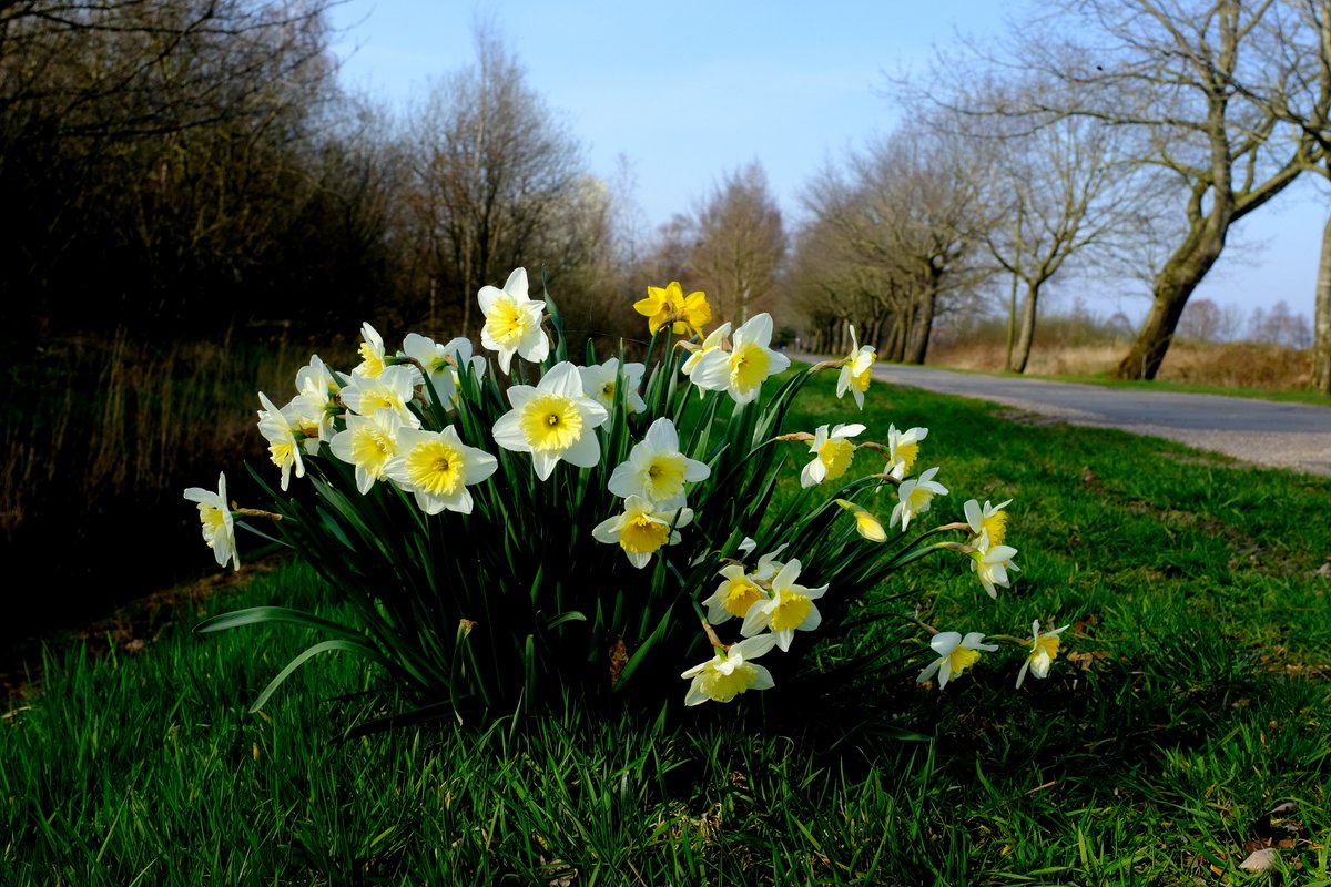 rob_sieben's tweet photo. I wish all my followers a happy and healthy New Year. #Fotos #fotografie #landscapephotography #fotografia #ostfriesland #landscape #Ihlow #Flowers #Simonswolde link: https://t.co/B5MyiQJHjF https://t.co/VvJkV9zrwX
