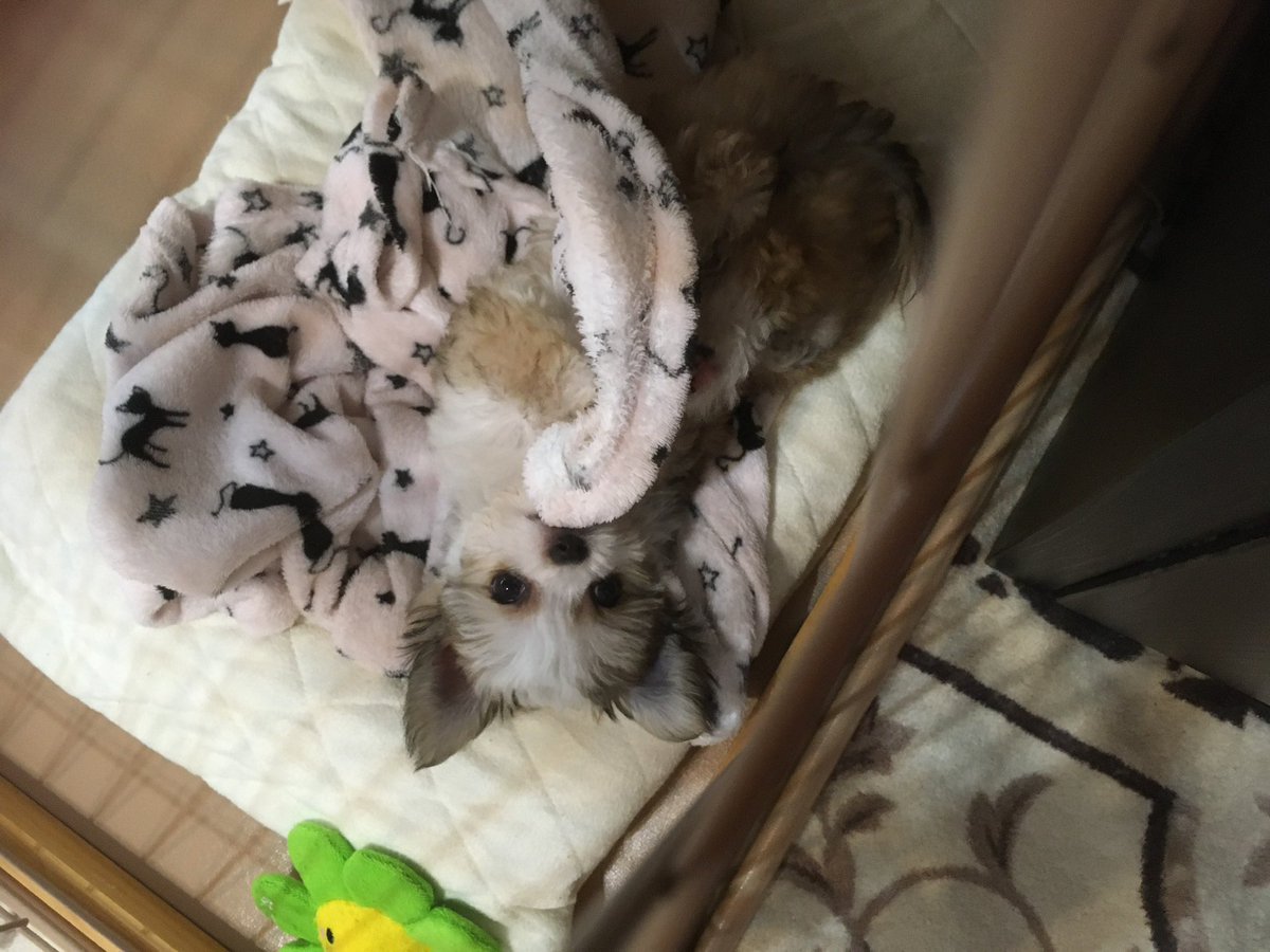 SS_matsu_3's tweet photo. #こういう時こそ犬猫の画像を流して欲しいと聞いて https://t.co/tWeECsinj1
