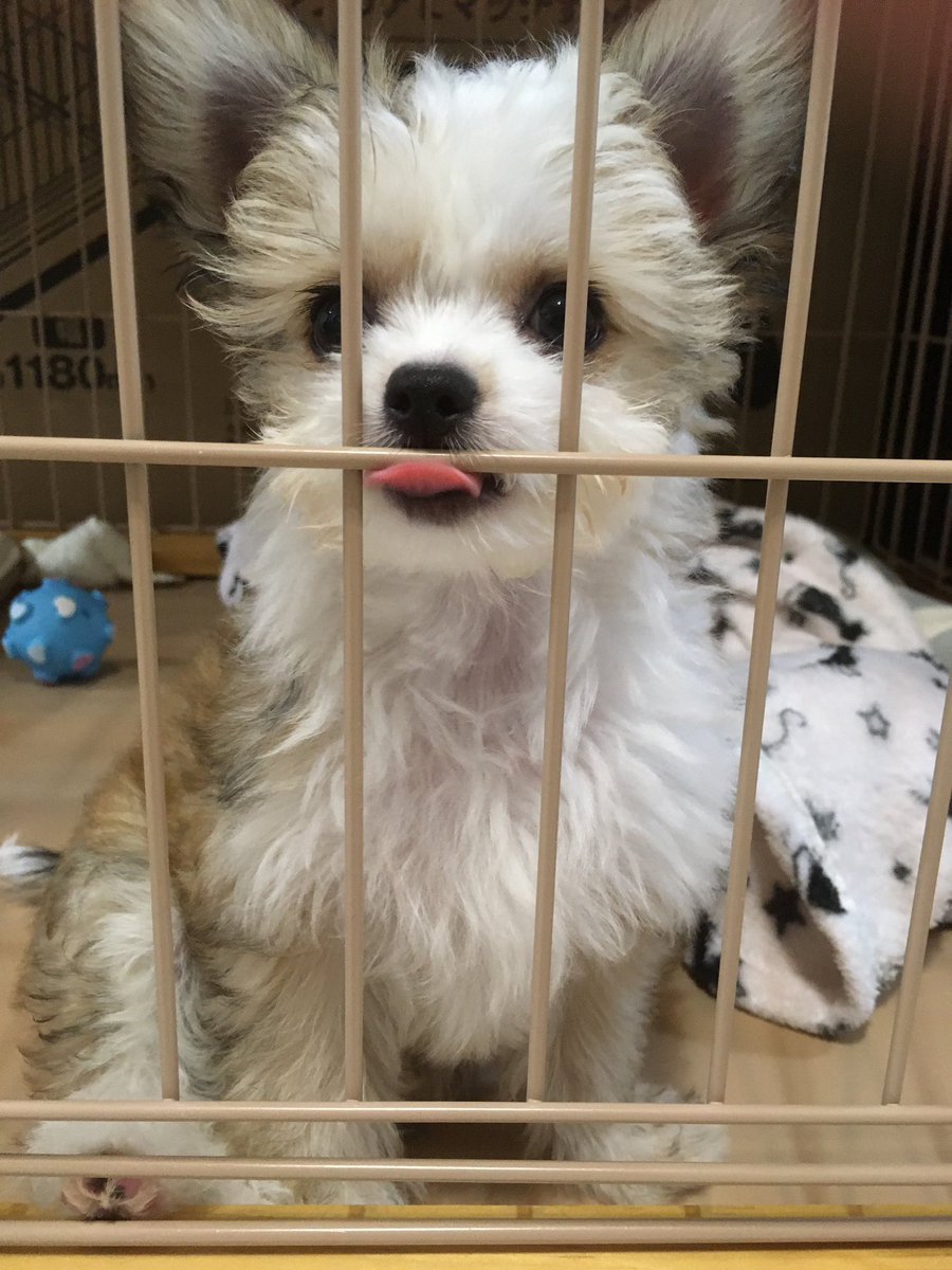 SS_matsu_3's tweet photo. #こういう時こそ犬猫の画像を流して欲しいと聞いて https://t.co/tWeECsinj1