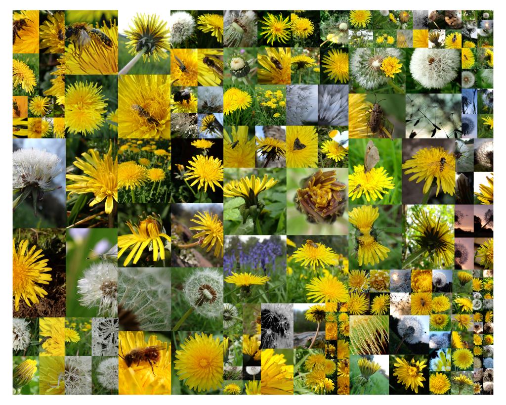Happy 2024 everyone, hope it is a good one for you all. Just went through last year's pictures and put together some collages to use over the next few days a sneak peak is below 😊 #dandelions