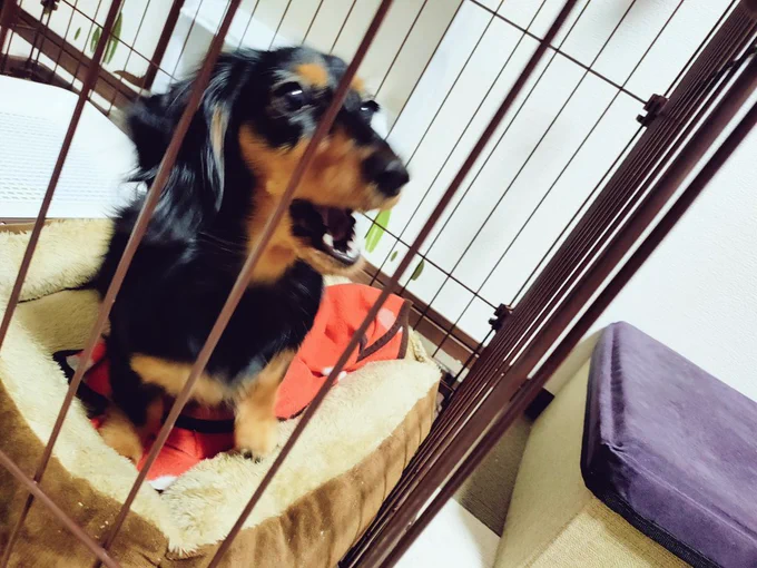 地震が落ち着いてきたのでケージに入れていたイッヌが元気にバチキレてる