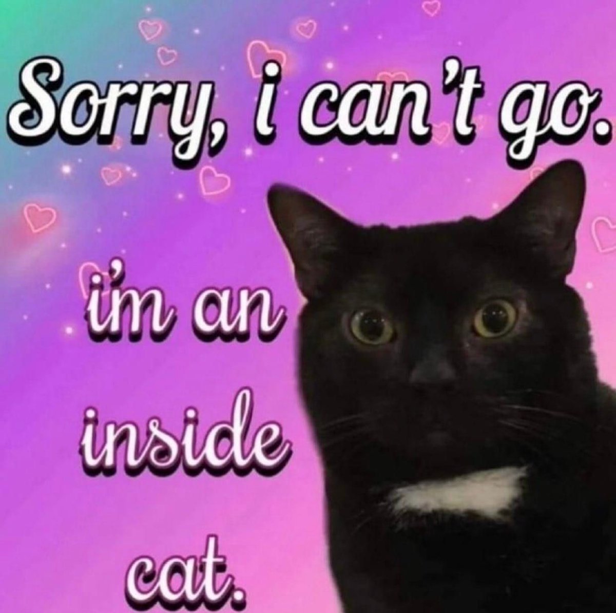 Posts Of Cats (@postsofcats) on Twitter photo 