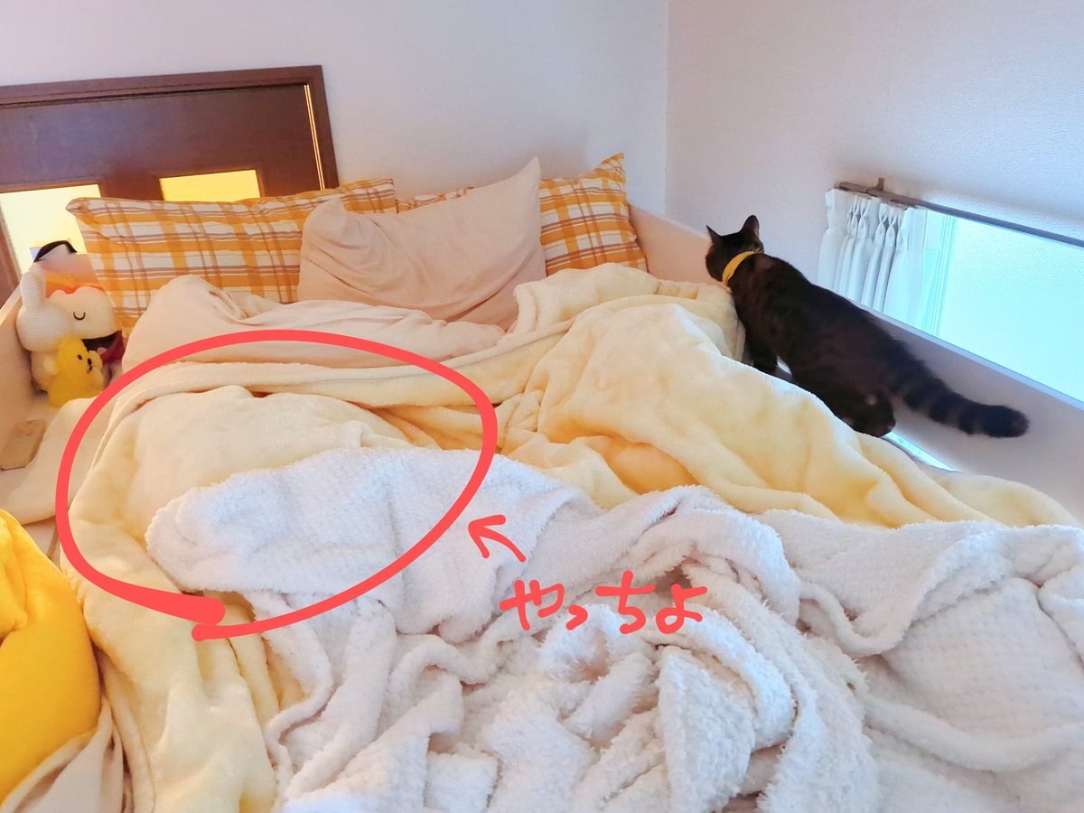「余震が続いていますが、水もガスも電気も使えてます。 猫たちはベッドで怯えてました」|類🐊コラボカフェ開催中のイラスト