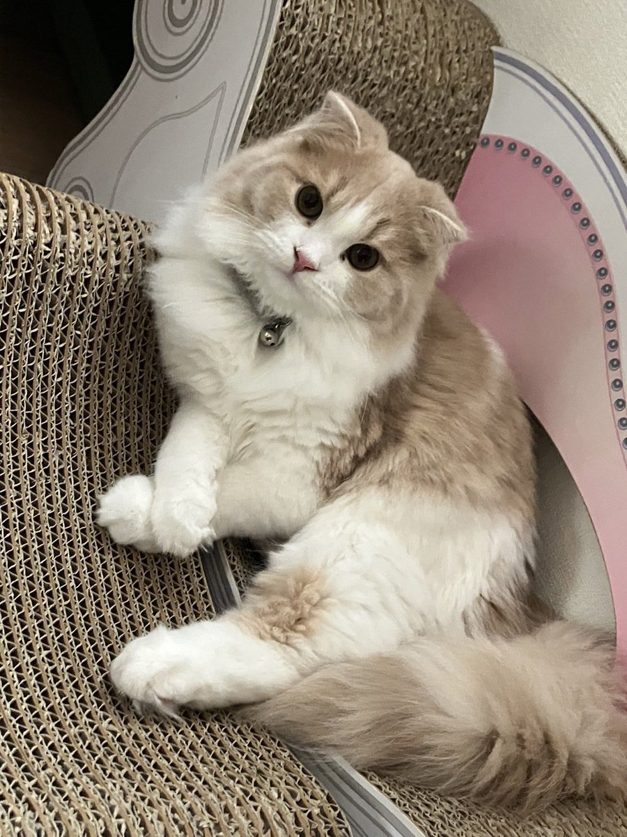 Sakura_Noelle's tweet photo. 今年もよろしくですにゃ🐈🐈‍⬛🎍

 #猫
 #猫のいる暮らし
 #アメショ
 #スコティッシュフォールド https://t.co/m9jUCE0PUy