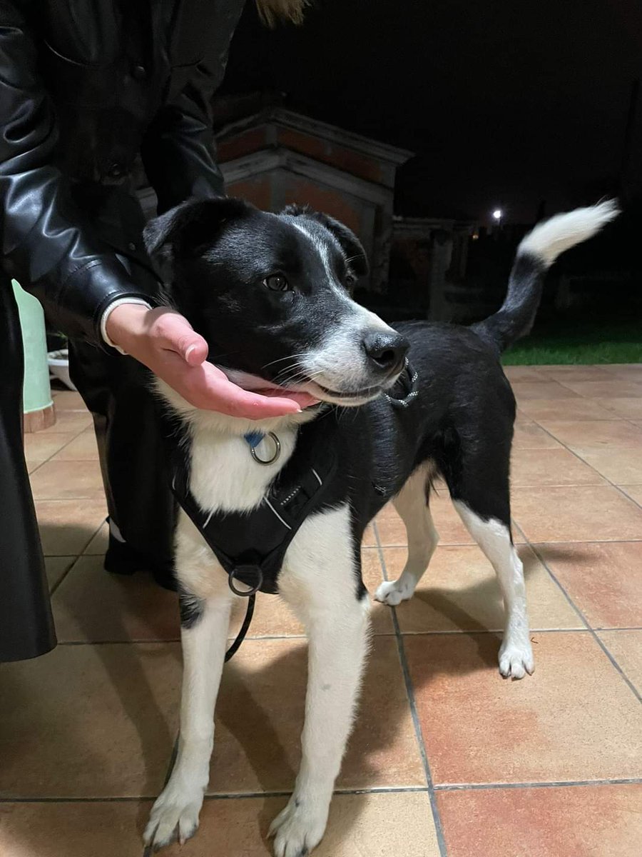 BrunoLTeixeiro's tweet photo. Ontem à noite a minha afilhada encontrou este cachorro em Maninhos (Fene) se lhe ve cuidado e é carinhoso. Se alguém o busca está em Mouga. Se ajudades a partilhar agradeceria. https://t.co/VTK1YDRscM