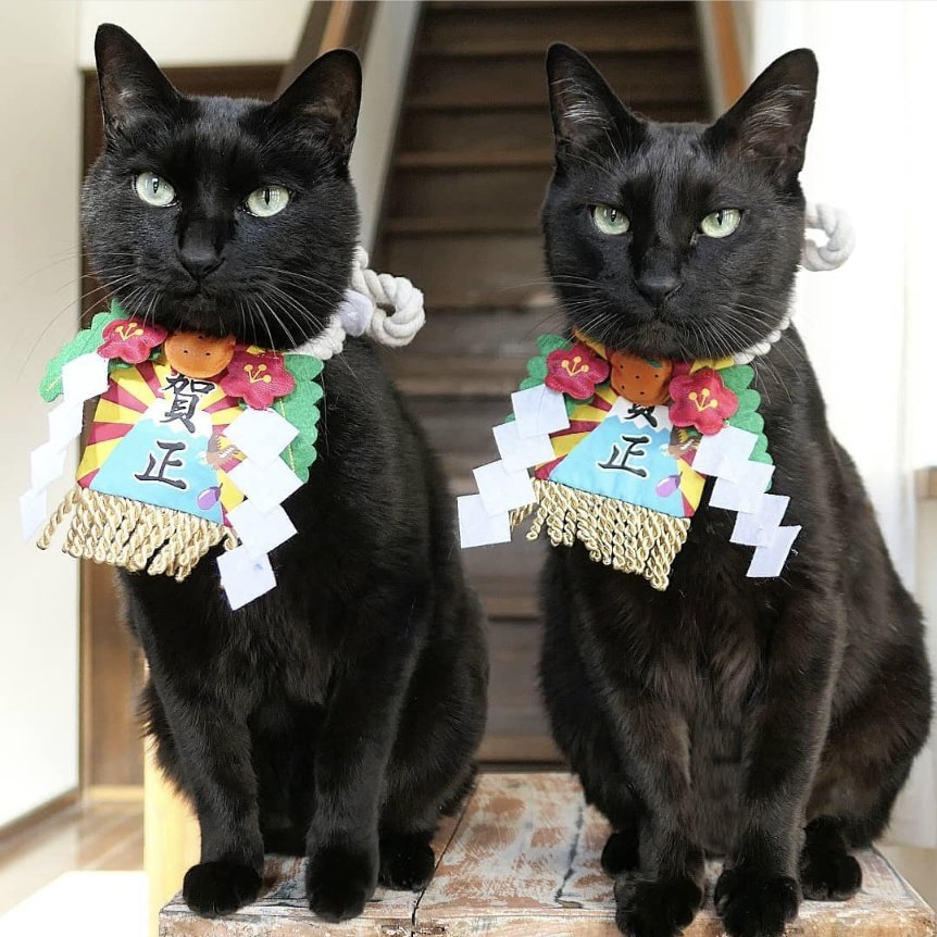 dirty2cats's tweet photo. 今年もよろしくお願いいたします!
前向きに！
#ねこ #猫 #黒猫 #cat #cats #blackcat #blackcats https://t.co/0acuDWlfoz