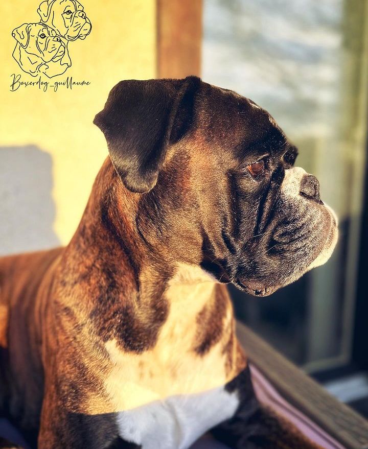 Boxer Lover tweet media