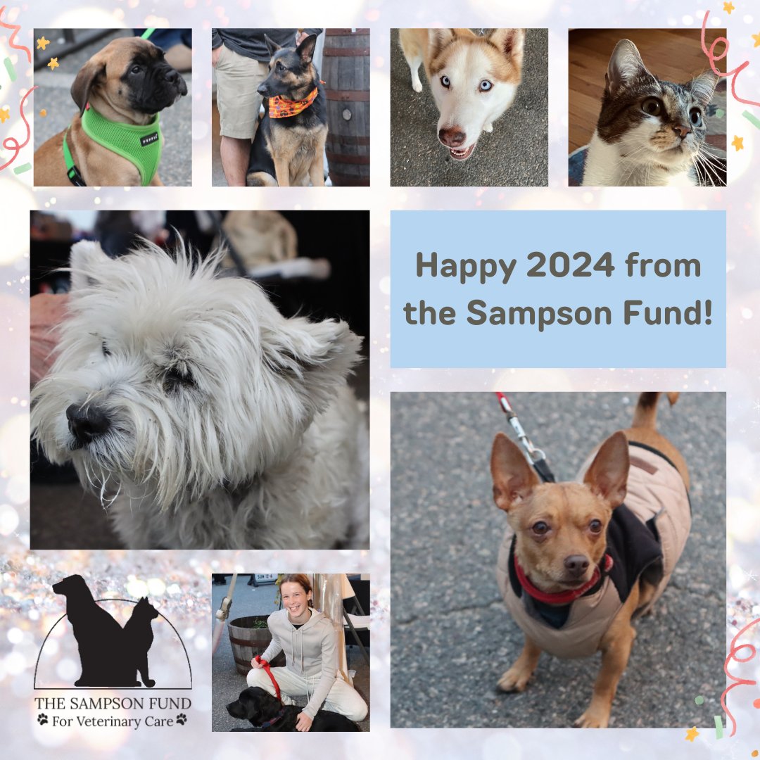 Happy 2024 from all of us at the Sampson Fund!

#capecod #capeandislands #greatislandwellfleet #wellfleet #petholiday #petgifts #newyearscapecod #dogsofcapecod #newyears2024