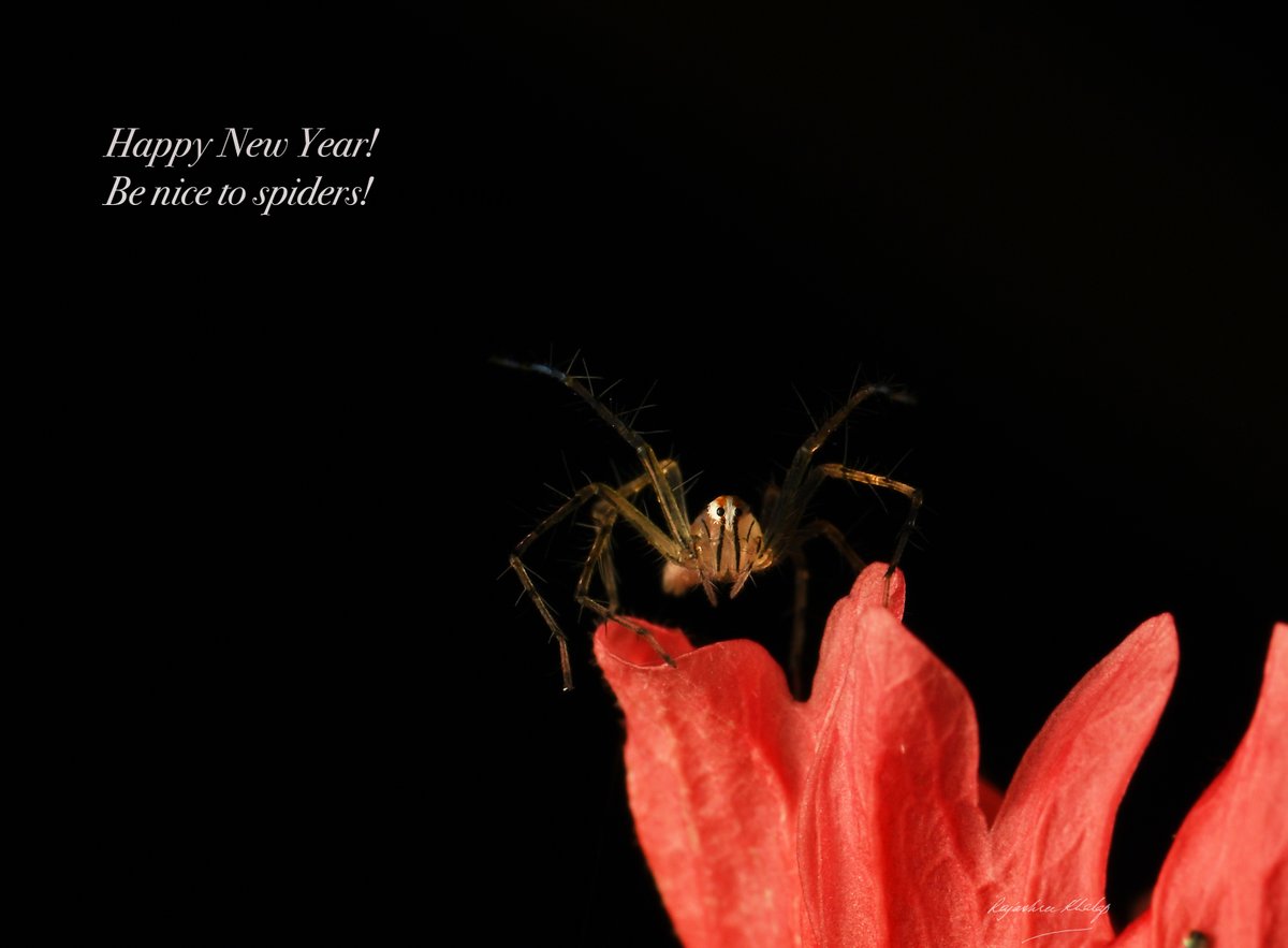 #HappyNewYear2024 #teamspider #lovespiders