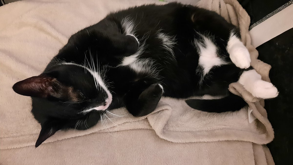 Mermaid Sanne 🧜‍♀️ tweet media