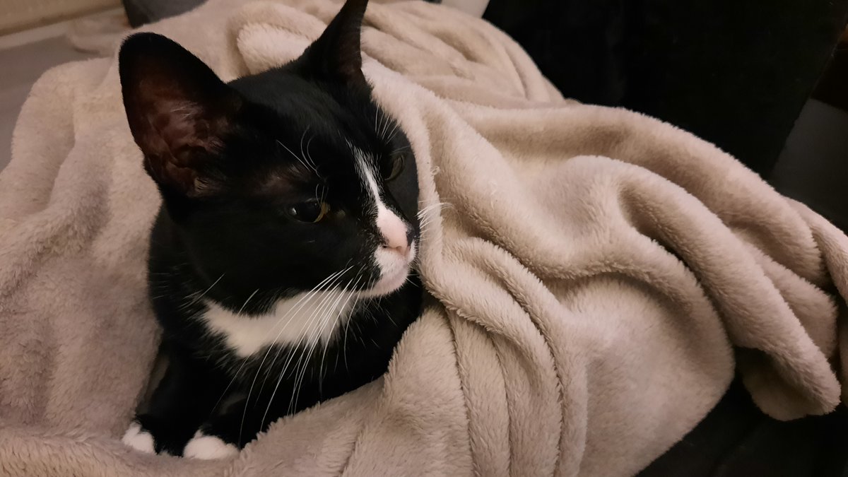 Mermaid Sanne 🧜‍♀️ tweet media