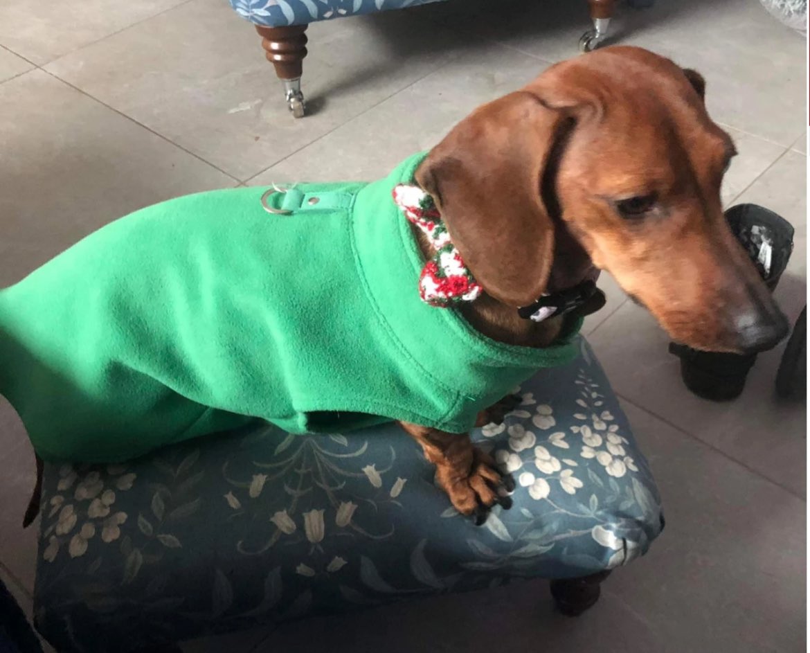 🐾🐾 ENID is LOOKING FOR HER FOREVER HOME! This sweetie is currently in foster care in the UK. Please see the link for more details from her foster carer and adoption information. Please apply before Thurs 4th Jan at 6pm.  🐾🐾 dmtdrsg.org/post/enid-is-r…