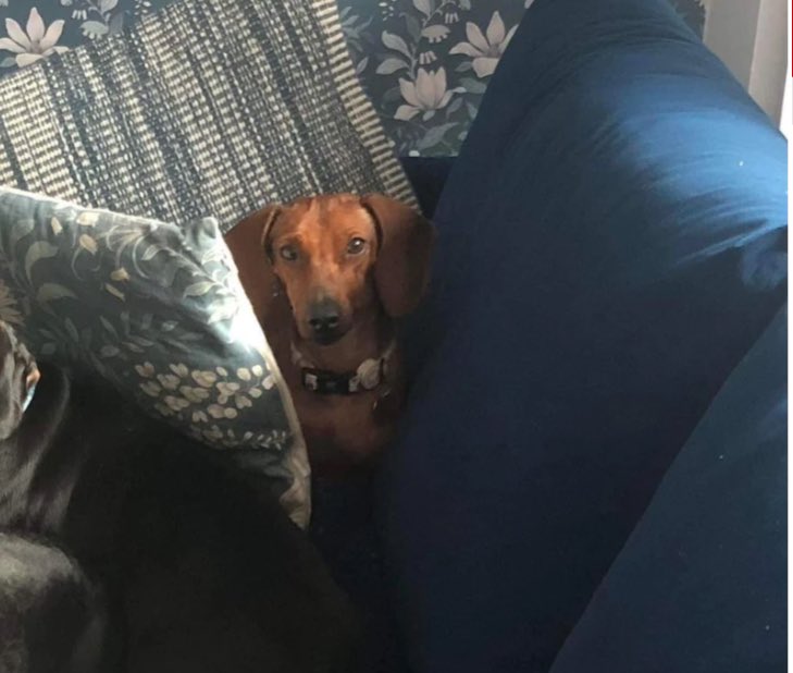 DMTDRSG's tweet photo. 🐾🐾 ENID is LOOKING FOR HER FOREVER HOME! This sweetie is currently in foster care in the UK. Please see the link for more details from her foster carer and adoption information. Please apply before Thurs 4th Jan at 6pm.  🐾🐾 https://t.co/N5tOeJHEHU https://t.co/ujQFibGB2N