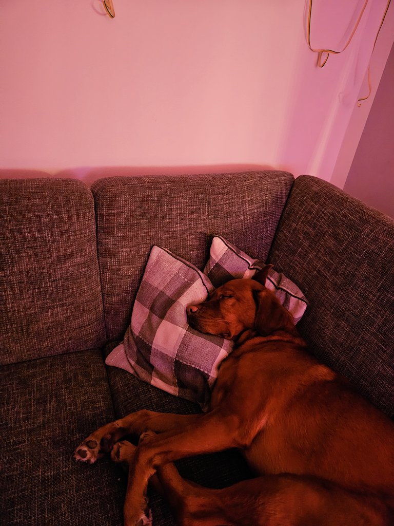 Happy New Year, liebes #Twitterrudel 🎉🍀🥳
Ich hatte eine blöde Nacht und muss viel Schlaf nachholen 😴😴😴
