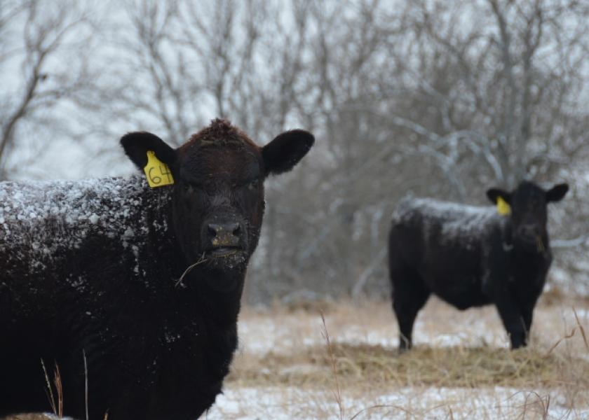 If your pastures were able to recover from drought, winter grazing of stockpiled grass produced during the growing season might be an option to extend the grazing season and reduce winter feed costs.

drovers.com/news/beef-prod…