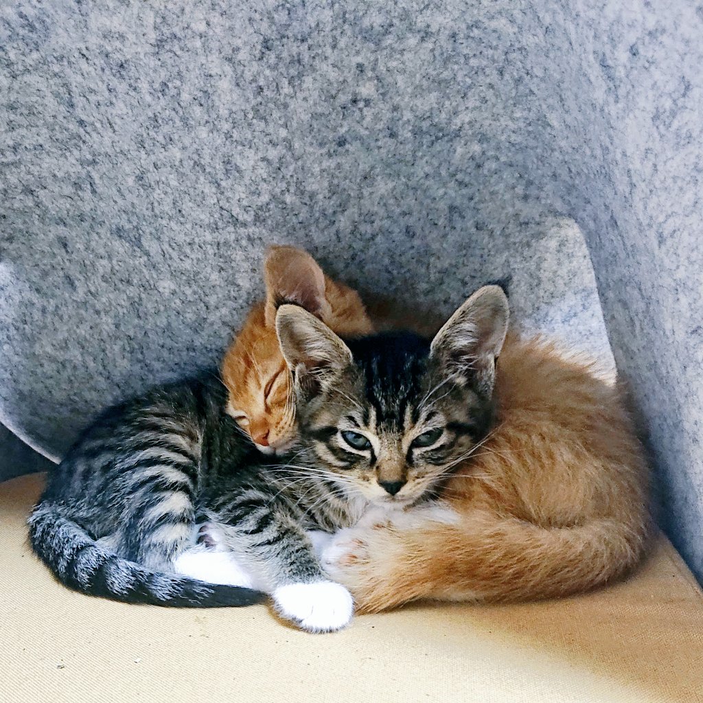 ⚠拡散希望
富山県、石川県災害地区の方へ
赤ちゃん、小さい子がいる方で親戚がなく行くところが無い方体育館では大変だと思います。
我が家の客間で良ければ連絡ください
猫は9匹いますが広いのであまり気にならないと思います。
男性は不可
受験生の預かりは男の子、女の子OK

群馬県みなかみ町