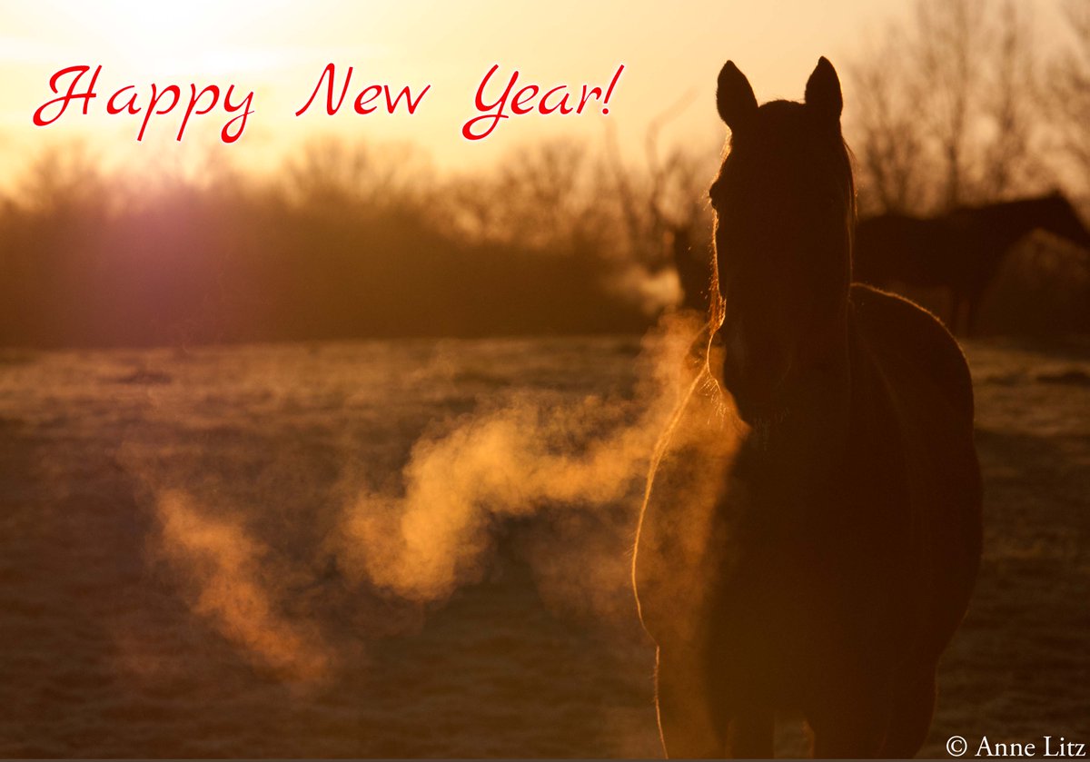 MarylandTB's tweet photo. 2024 has dawned!
From all of us at the MHBA, happy New Year, and happy official birthday to all #MDBreds! https://t.co/dfRv7S6UOC