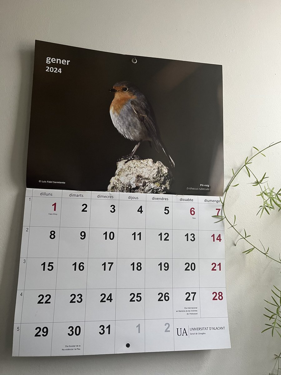 PepaMontava's tweet photo. Nou any, nou calendari de la @UA_Universitat 😍 En gener, el pit-roig. Petirrojo. Rotkelchen. #pardalets #almapajarera #Vögel https://t.co/Lq8o5HizWN